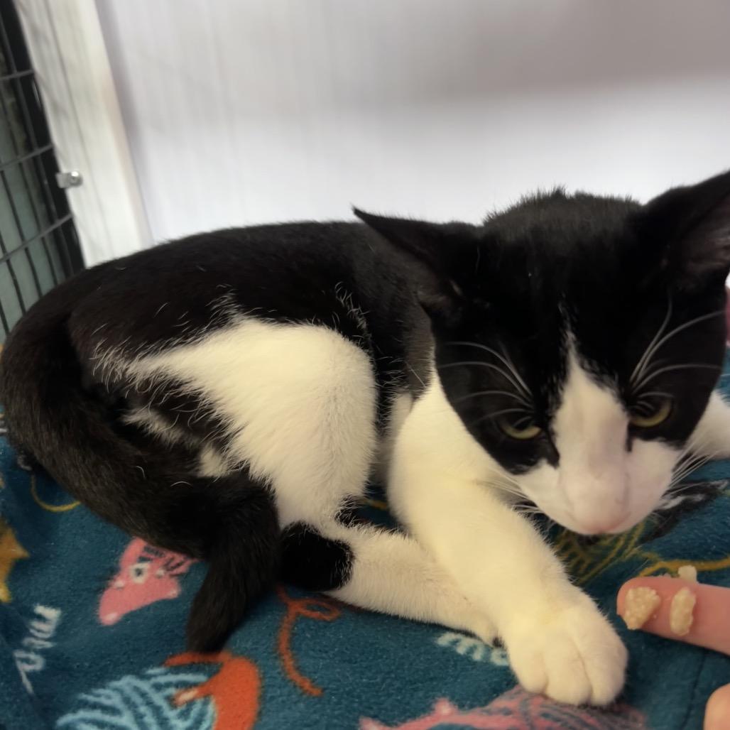 Venus (8), Adoptable, Young Female Domestic Short Hair.