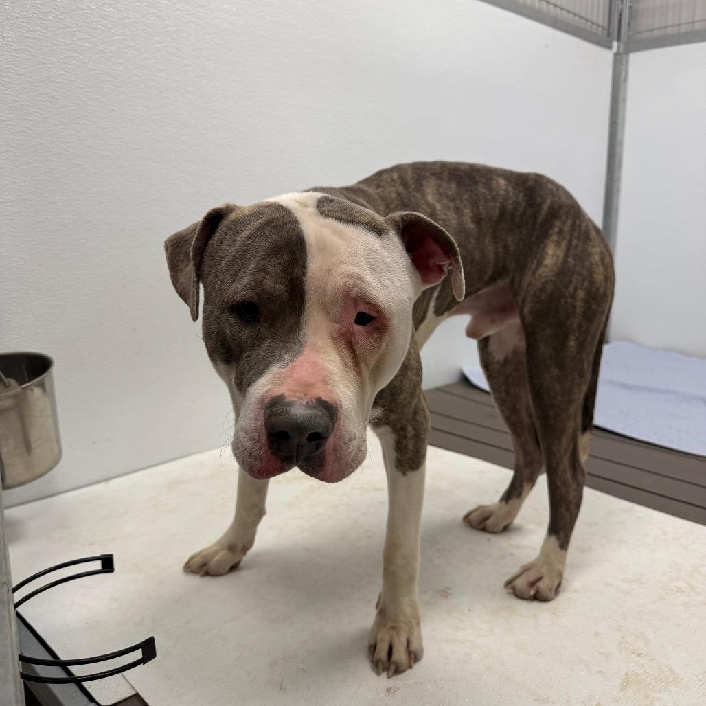 Enlarge Thomas II, a Adoptable mixed breed in Madisonville, TN image 1/2