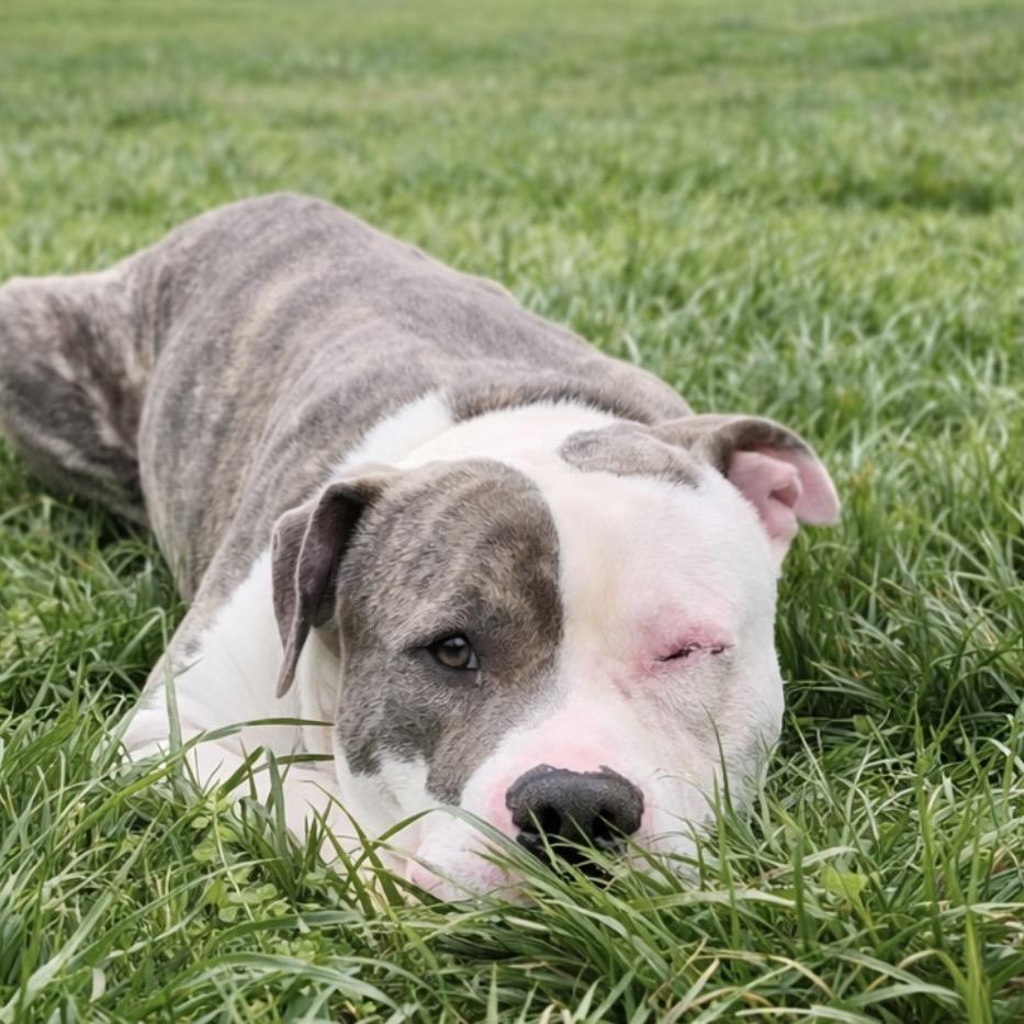 Enlarge Thomas II, a Adoptable mixed breed in Madisonville, TN image 2/2