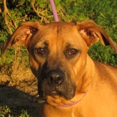 Daisy, a Adoptable mixed breed in Paris, KY image 1/5
