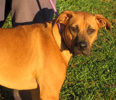 Daisy, a Adoptable mixed breed in Paris, KY image 2/5