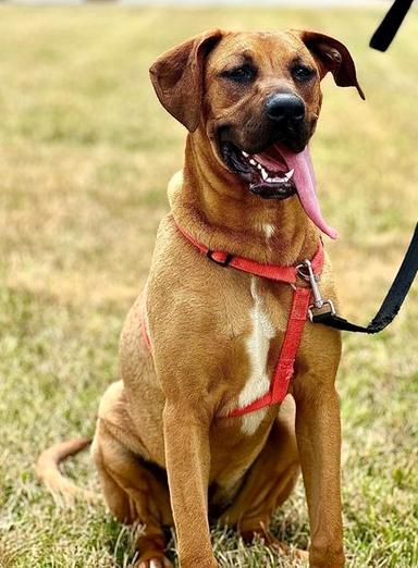 Daisy, a Adoptable mixed breed in Paris, KY image 3/5