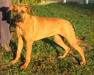 Daisy, a Adoptable mixed breed in Paris, KY image 4/5