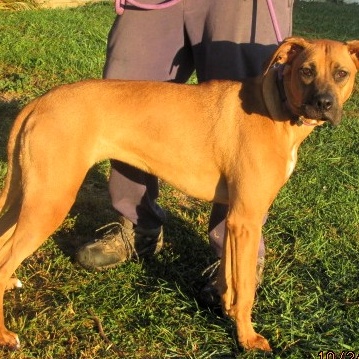 Daisy, a Adoptable mixed breed in Paris, KY image 5/5