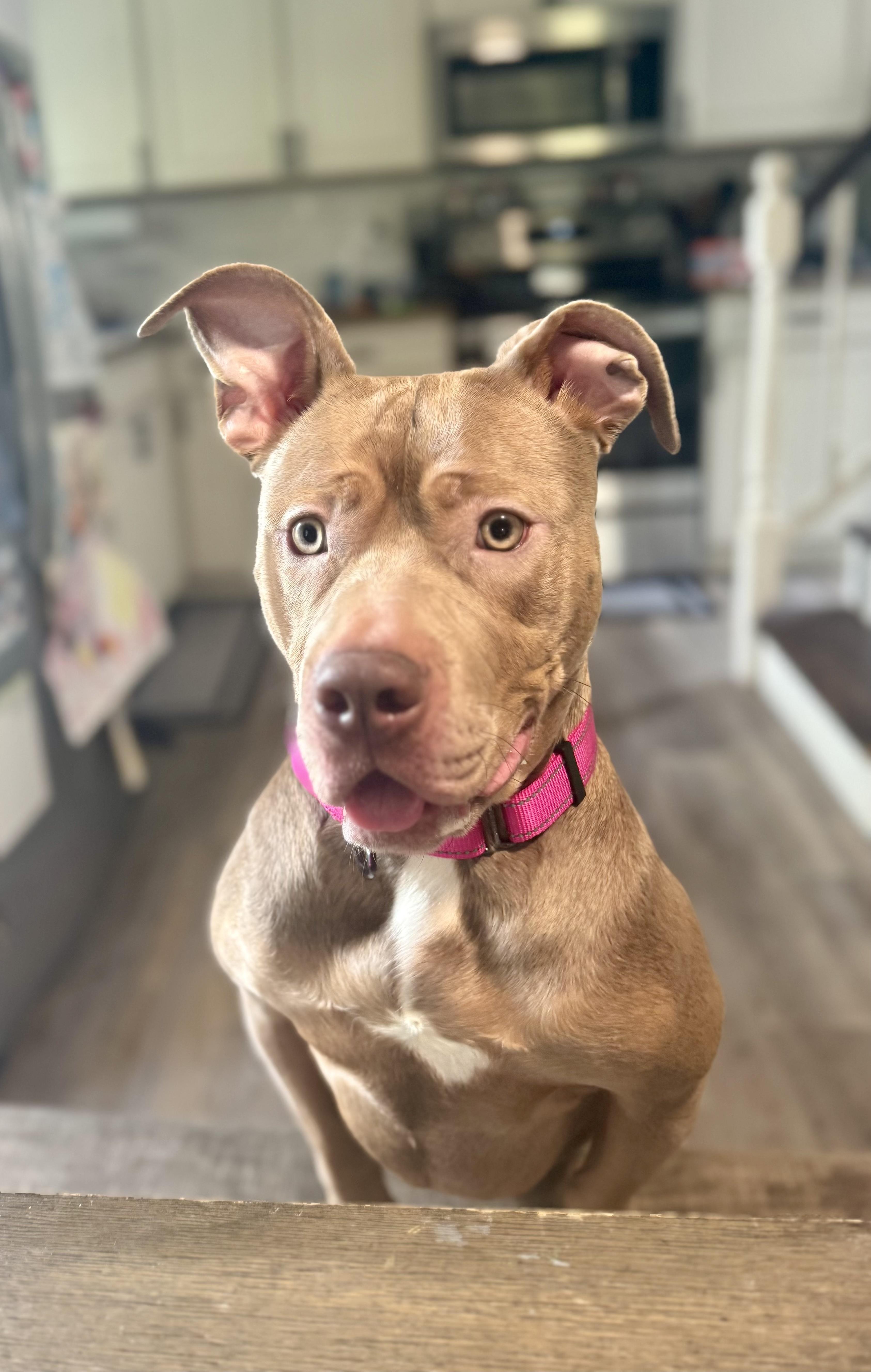 Lola, a Adoptable Pit Bull Terrier in Bethel, CT image 2/6