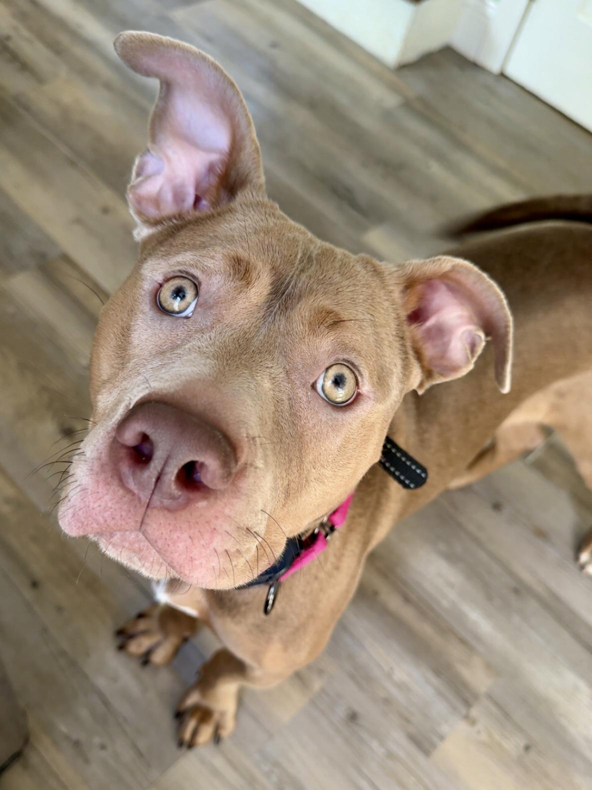 Lola, a Adoptable Pit Bull Terrier in Bethel, CT image 3/6