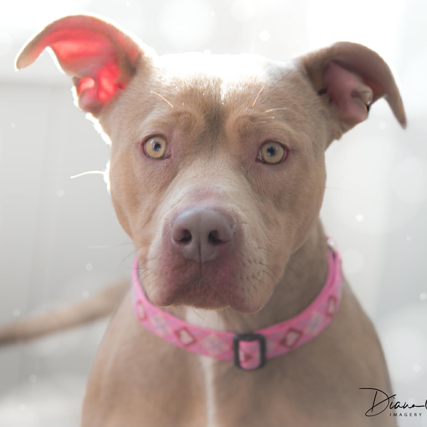 Lola, adoptable, Young Female Pit Bull Terrier.