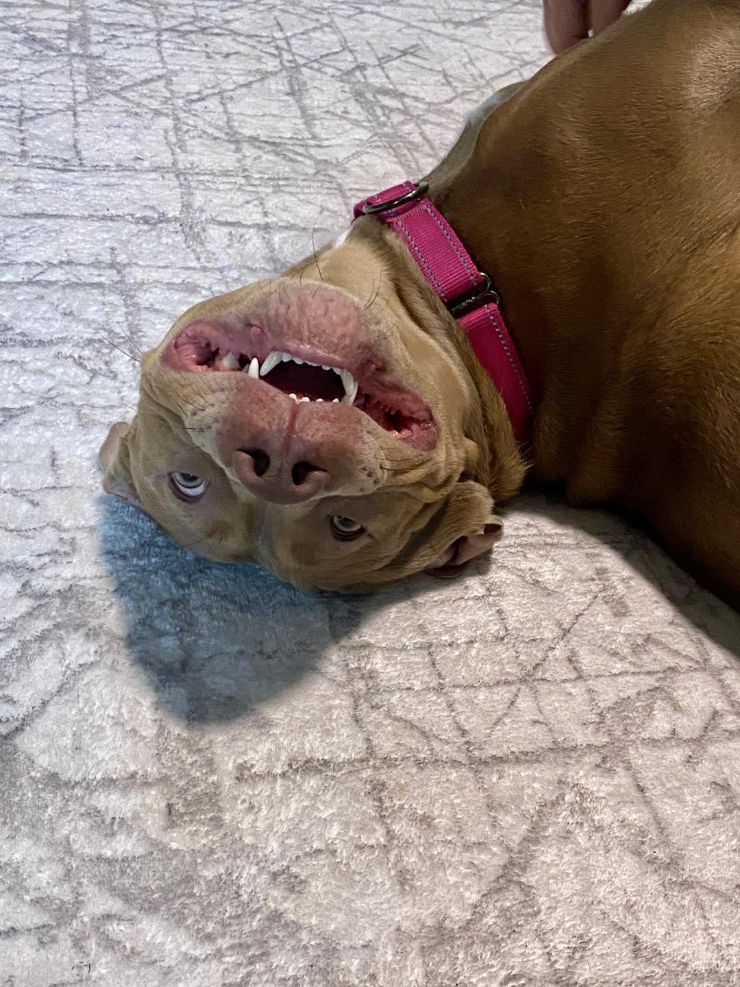 Enlarge Lola, a Adoptable Pit Bull Terrier in Bethel, CT image 4/6