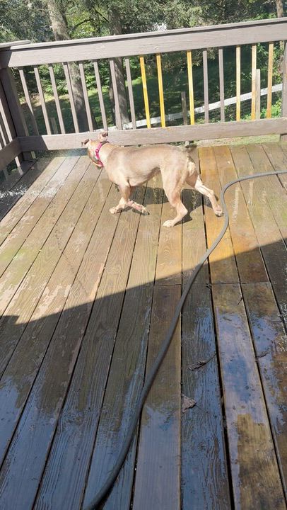 Enlarge Lola, a Adoptable Pit Bull Terrier in Bethel, CT video 6/6