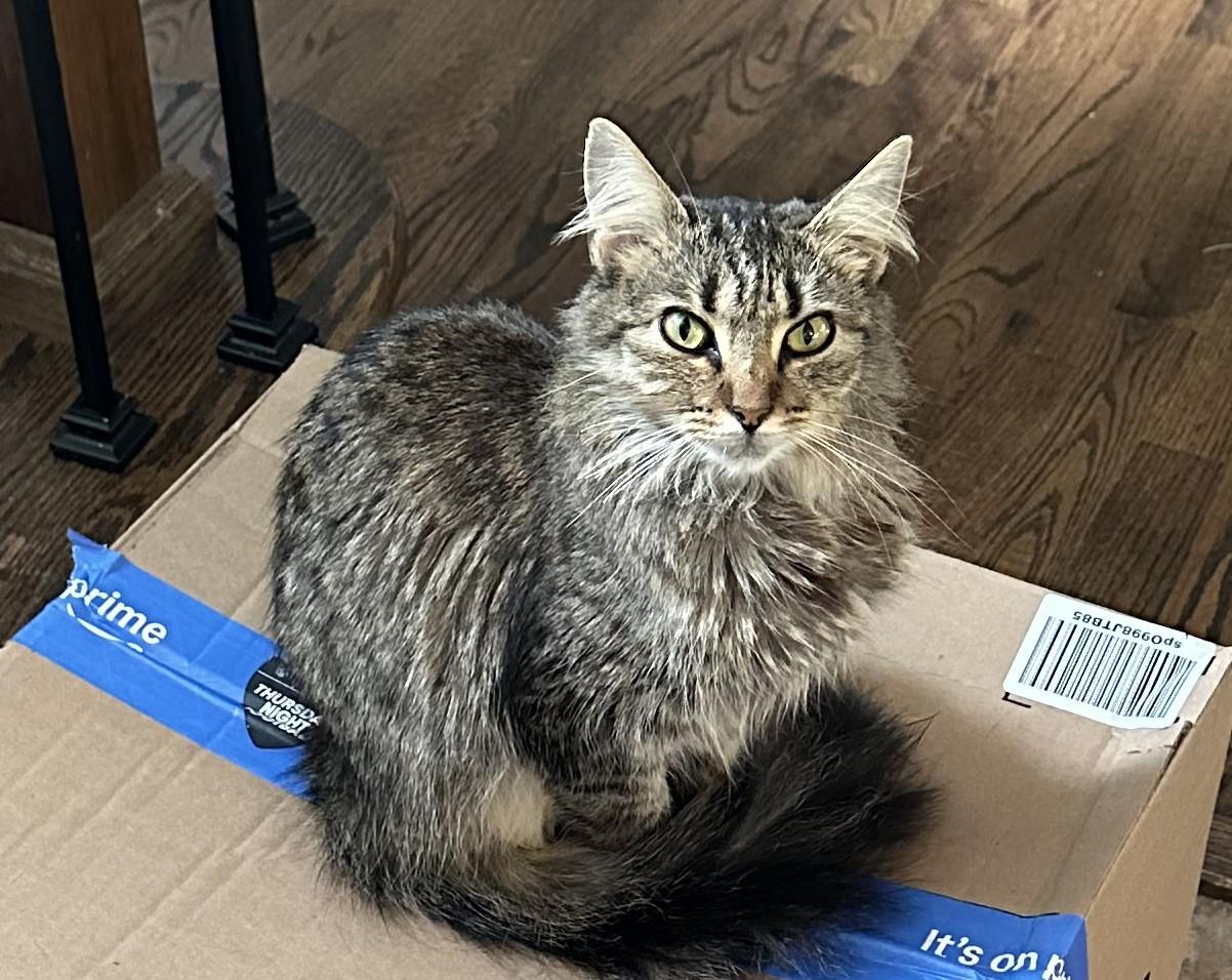 Abby, a Adoptable mixed breed in Hickory, NC image 5/6