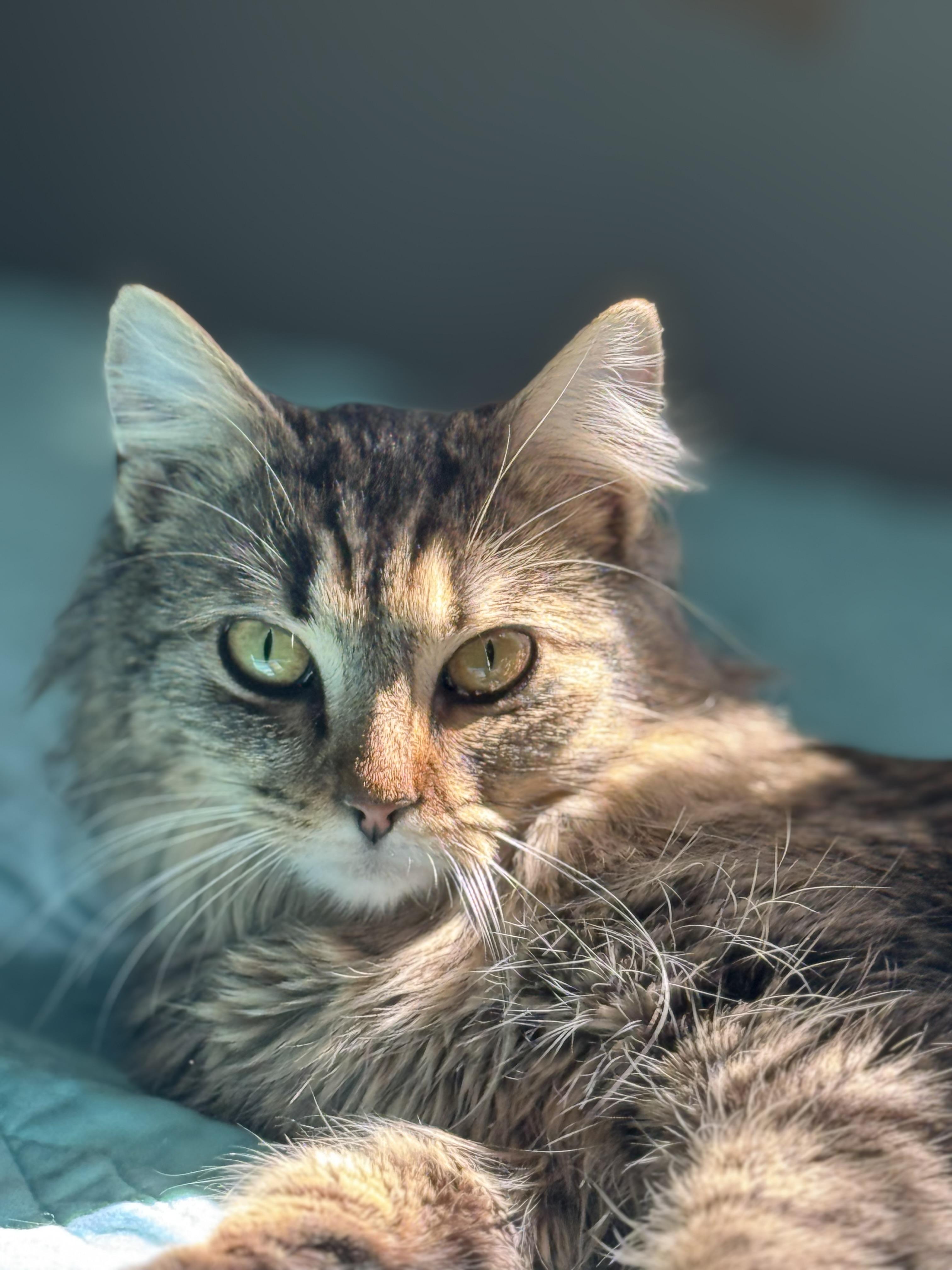 Abby, a Adoptable mixed breed in Hickory, NC image 4/6