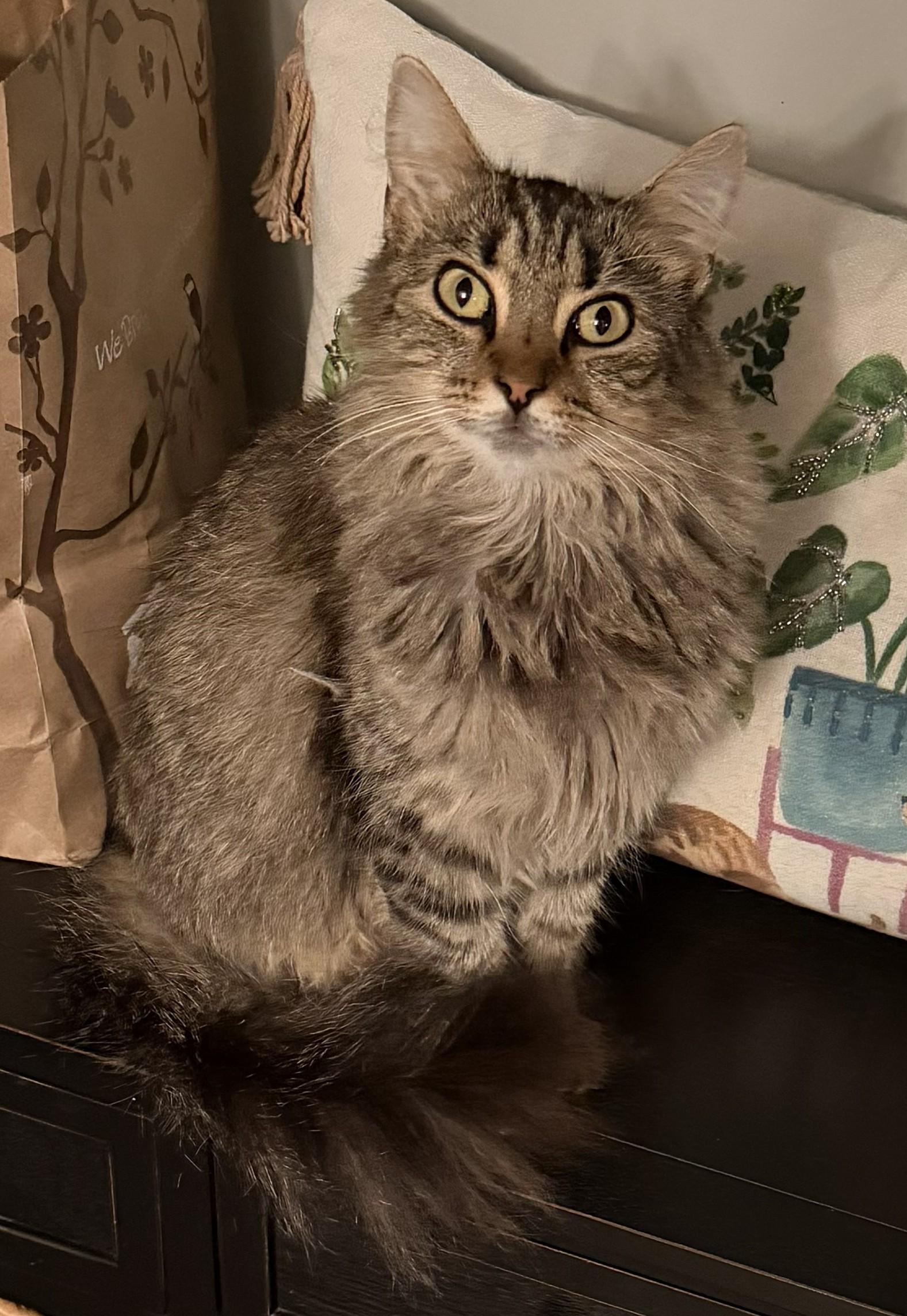 Abby, Adoptable, Adult Female Domestic Long Hair & Tabby.