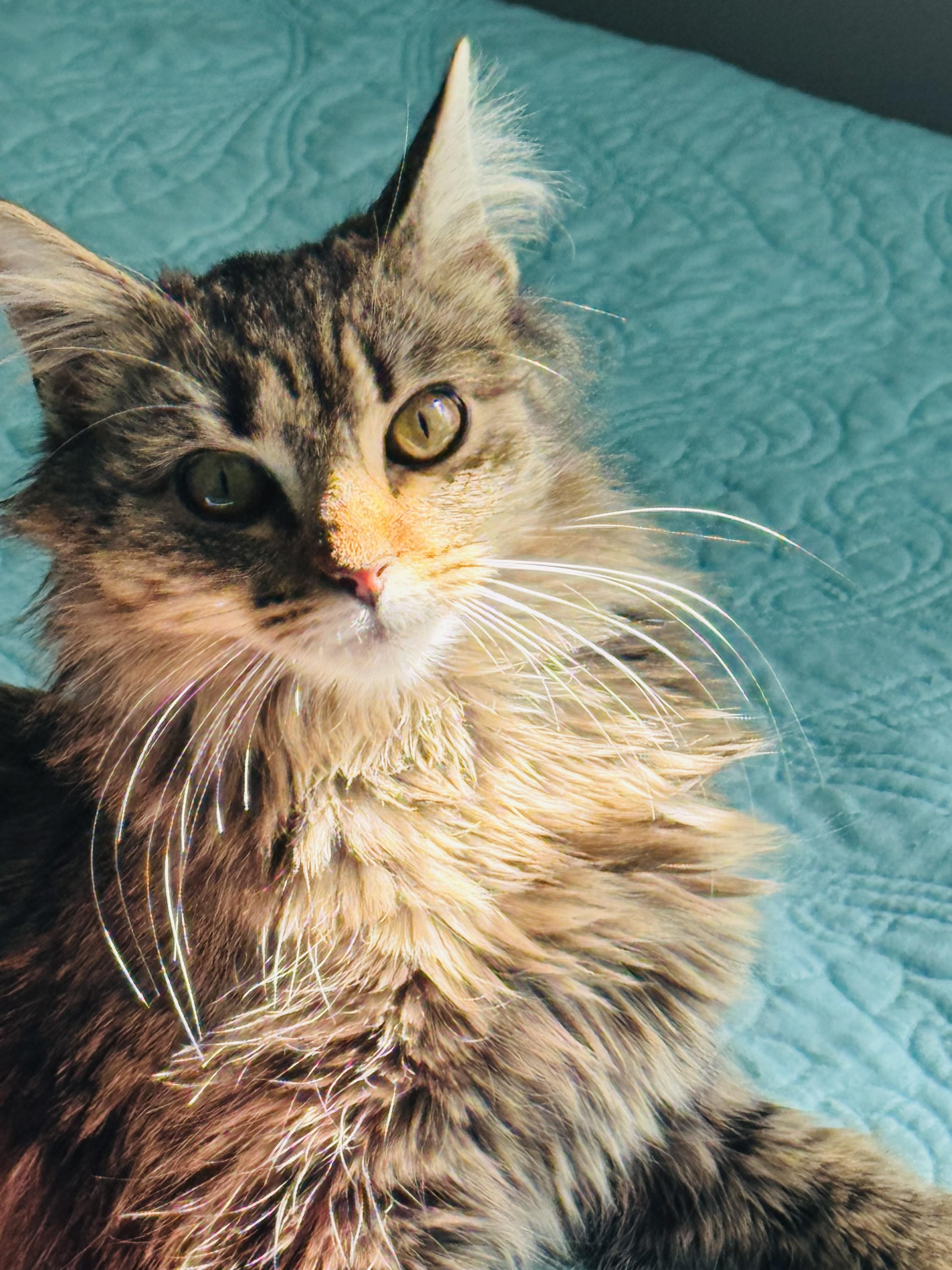 Abby, Adoptable, Adult Female Domestic Long Hair & Tabby.