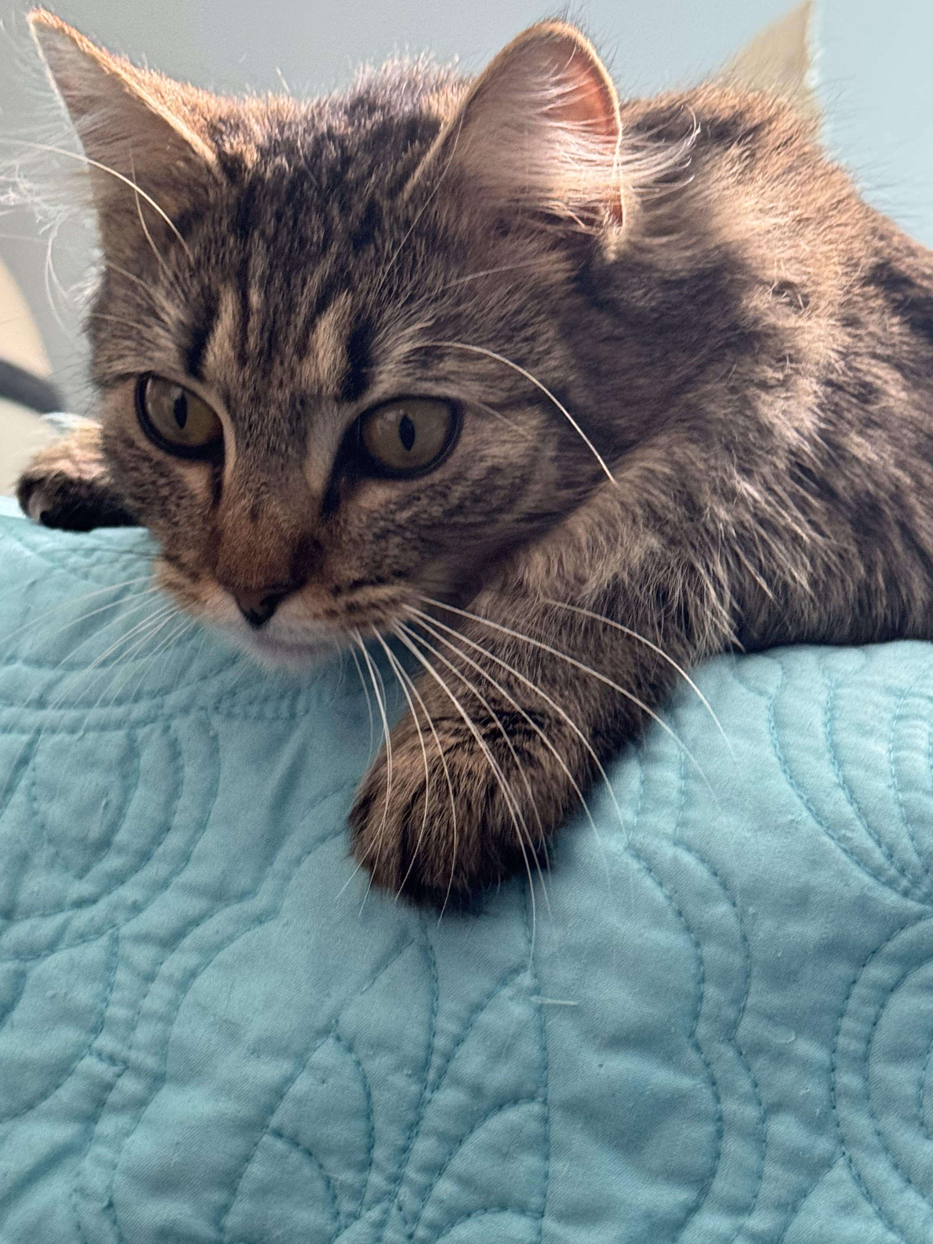 Abby (Abigail), Young Female Domestic Long Hair