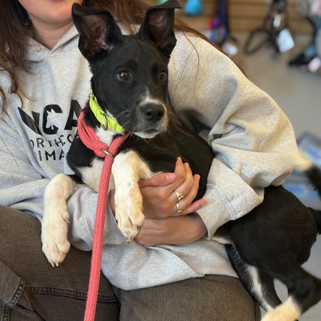 Sallie, Adoptable, Puppy Female Mixed Breed.