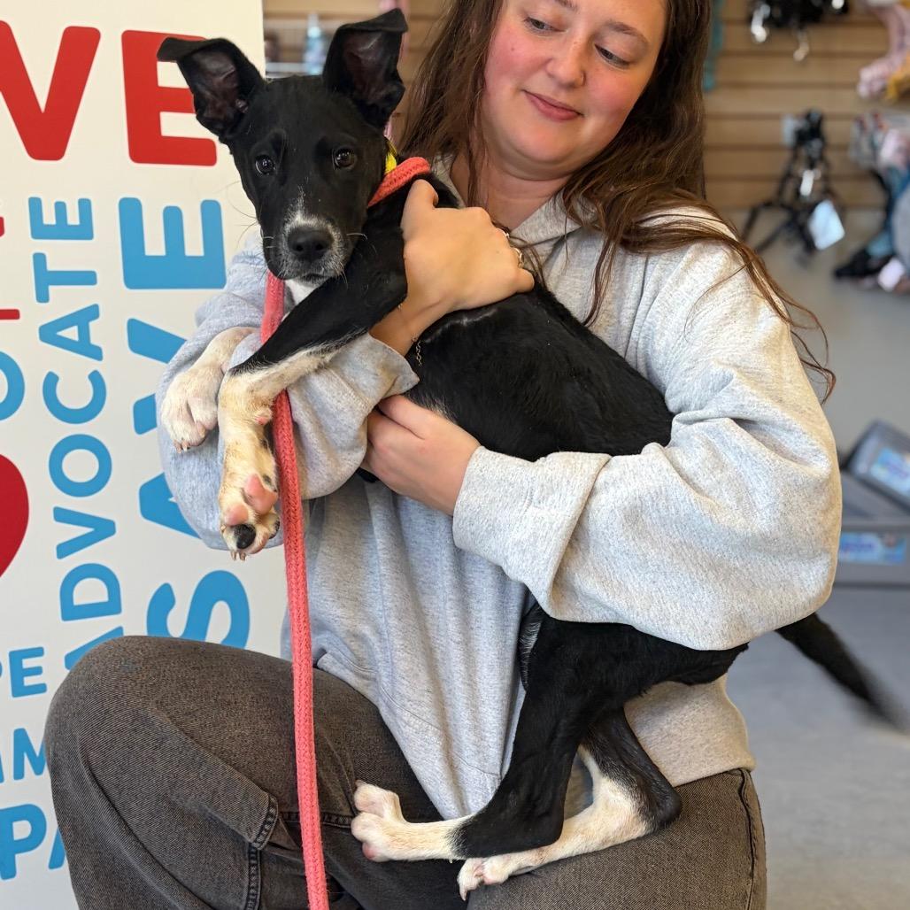 Sallie, a Adoptable Mixed Breed in Morrisville, VT image 2/3