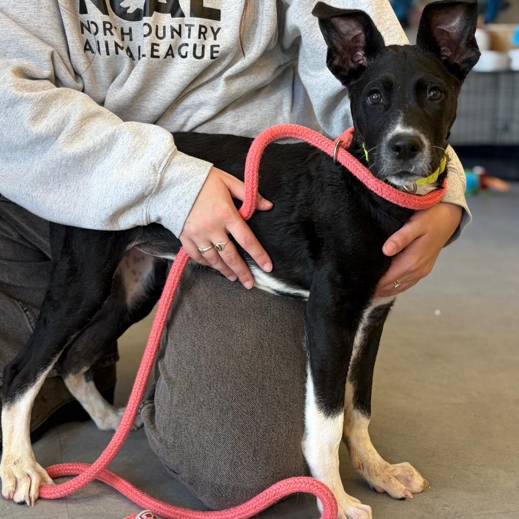 Sallie, a Adoptable Mixed Breed in Morrisville, VT image 3/3