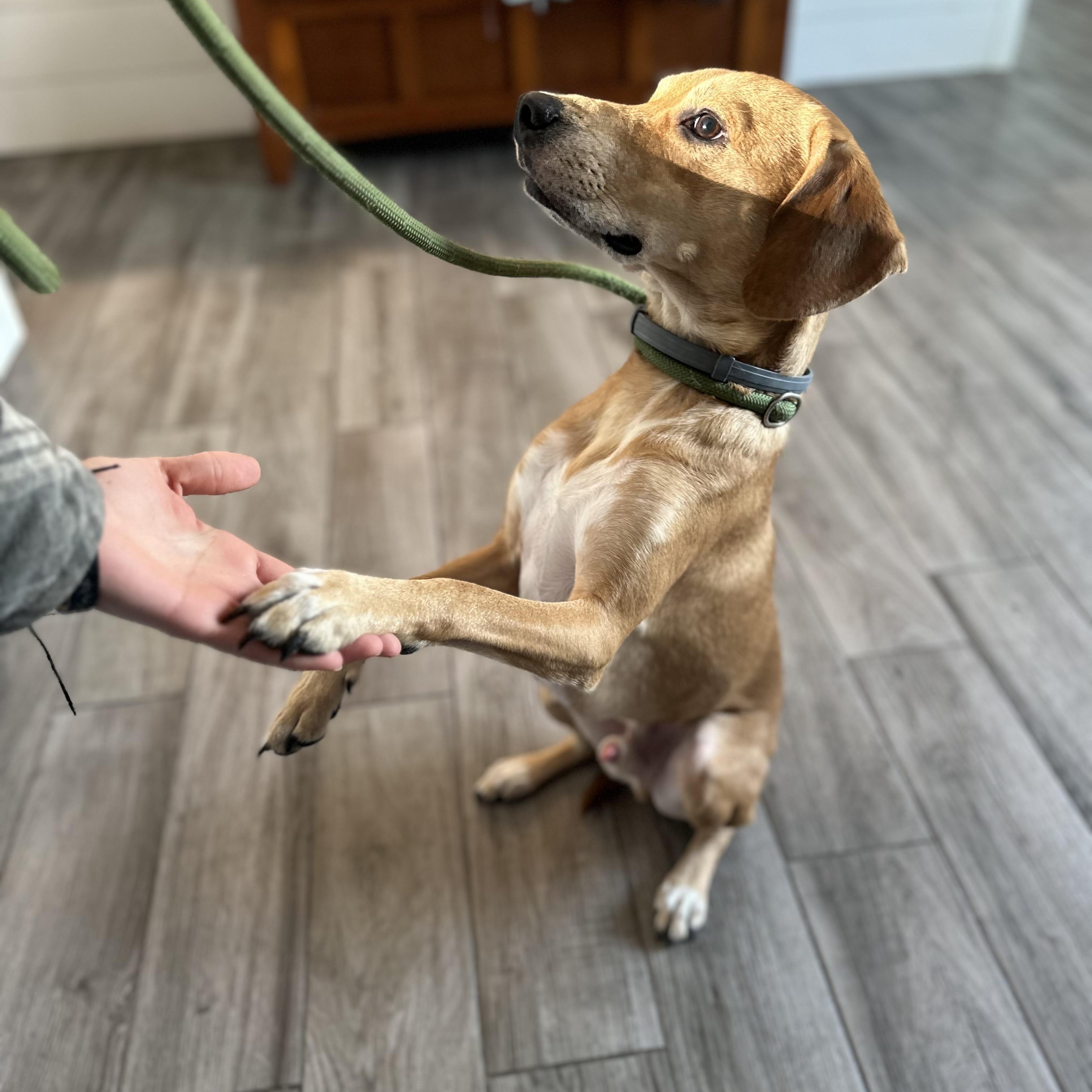 Enlarge Trippie, a ADOPTABLE mixed breed in Rock Hill, NY image 2/2