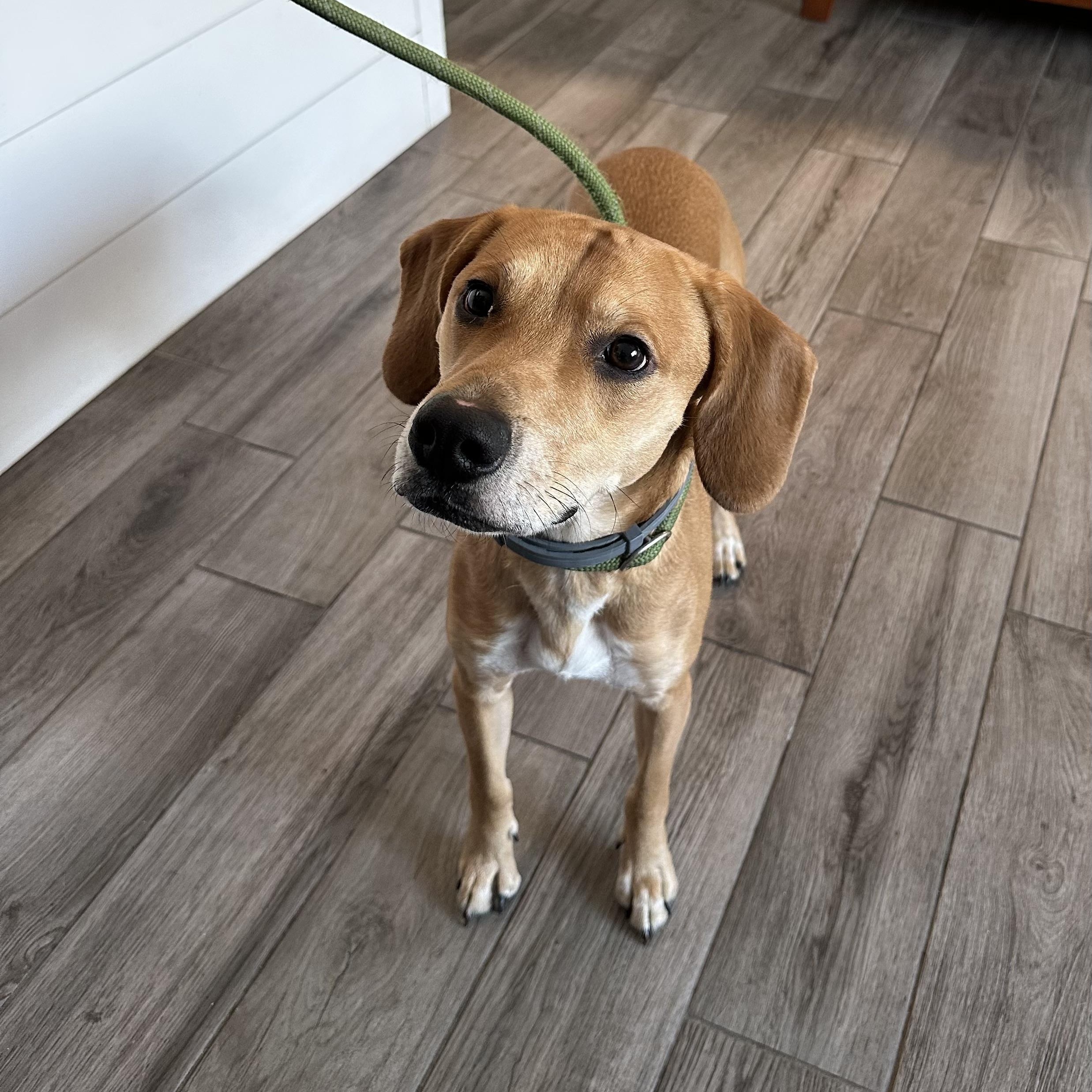 Trippie, ADOPTABLE, Young Male Hound.