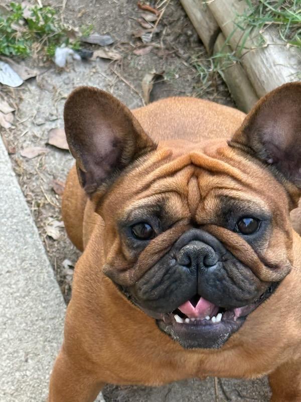 Luna, ADOPTABLE, Adult Female French Bulldog.
