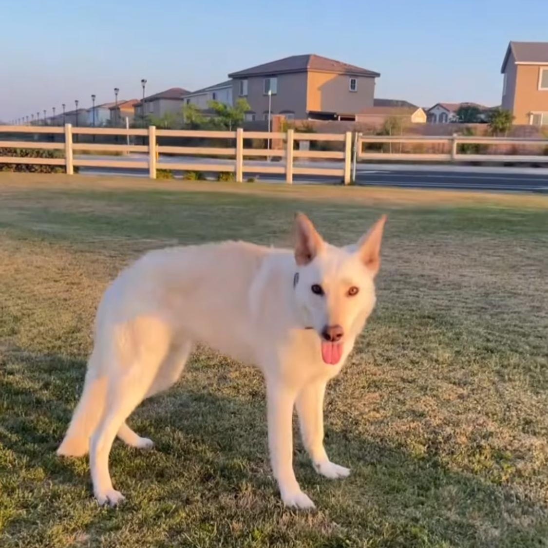 Enlarge Everest~ dog/baby lover, a Adoptable German Shepherd Dog in Irvine, CA image 6/6
