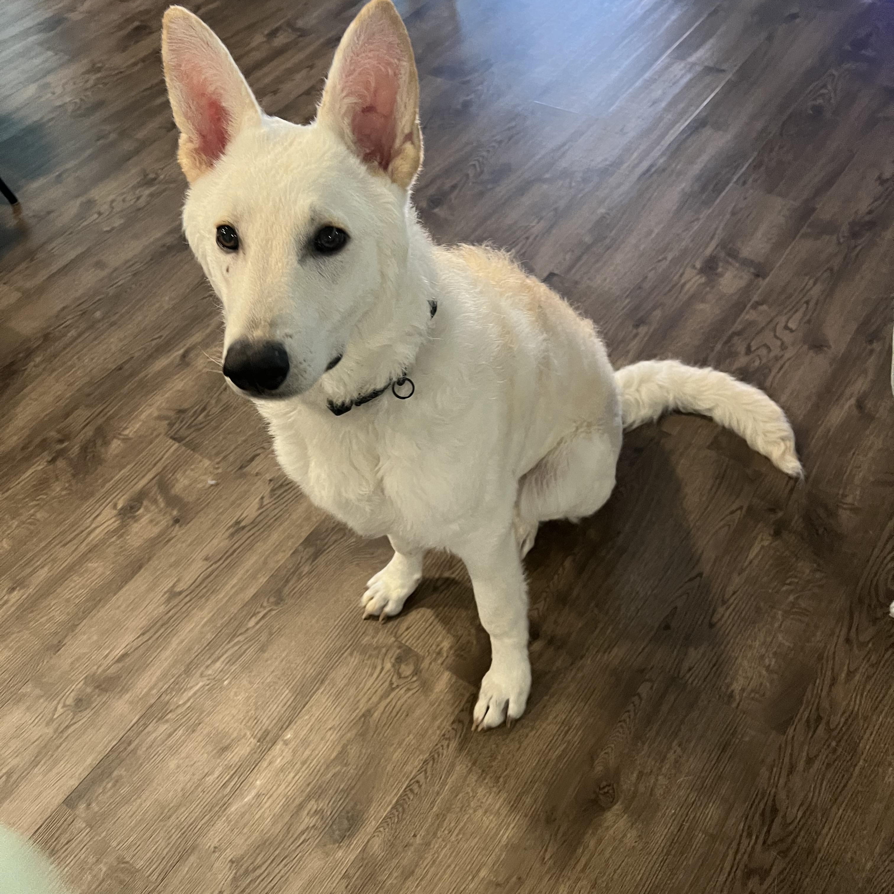 Everest~ dog/baby lover, a Adoptable German Shepherd Dog in Irvine, CA image 1/5