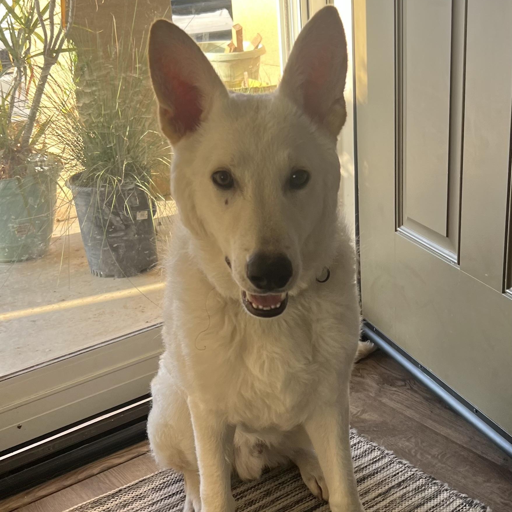 Enlarge Everest~ dog/baby lover, a Adoptable German Shepherd Dog in Irvine, CA image 4/6