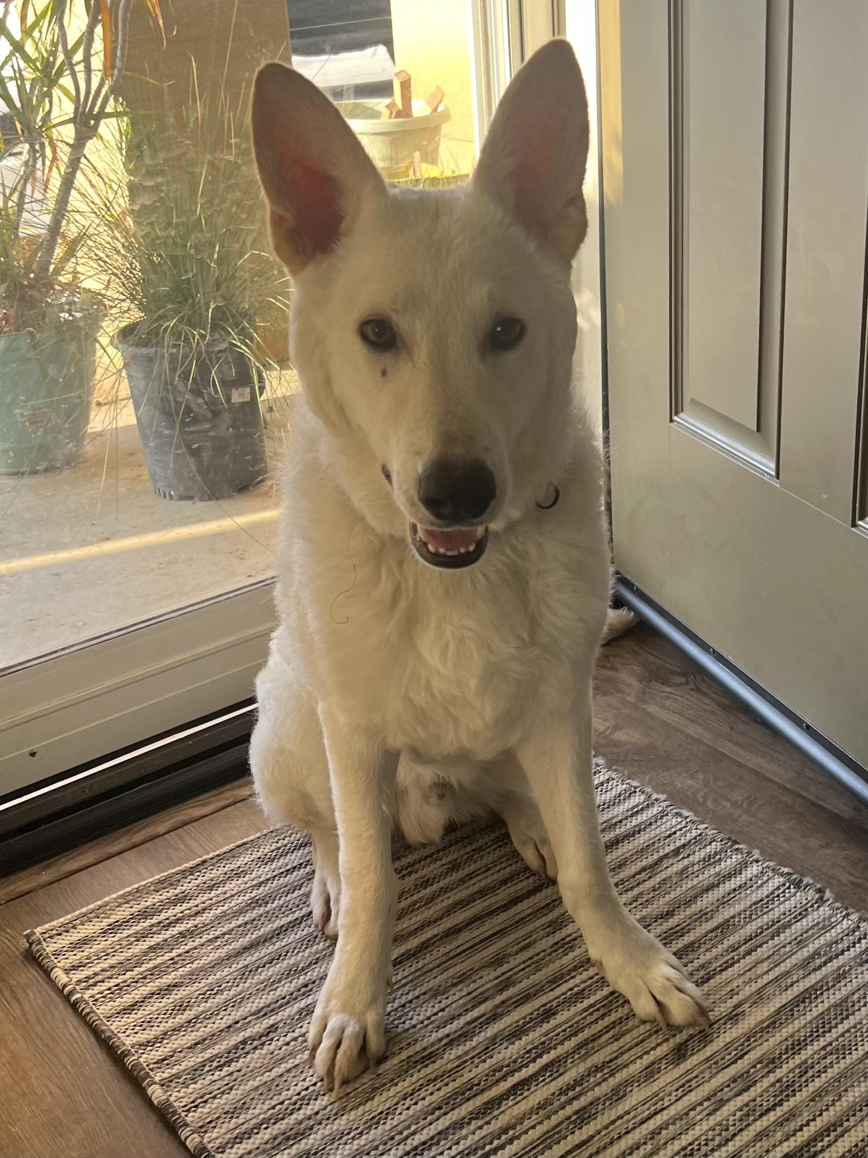 Everest~ dog/baby lover, a Adoptable German Shepherd Dog in Irvine, CA image 4/5