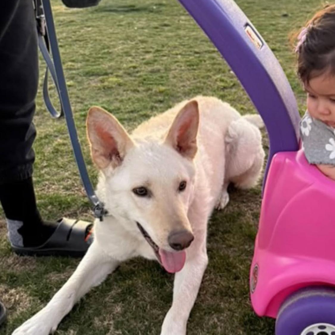 Enlarge Everest~ dog/baby lover, a Adoptable German Shepherd Dog in Irvine, CA image 5/6