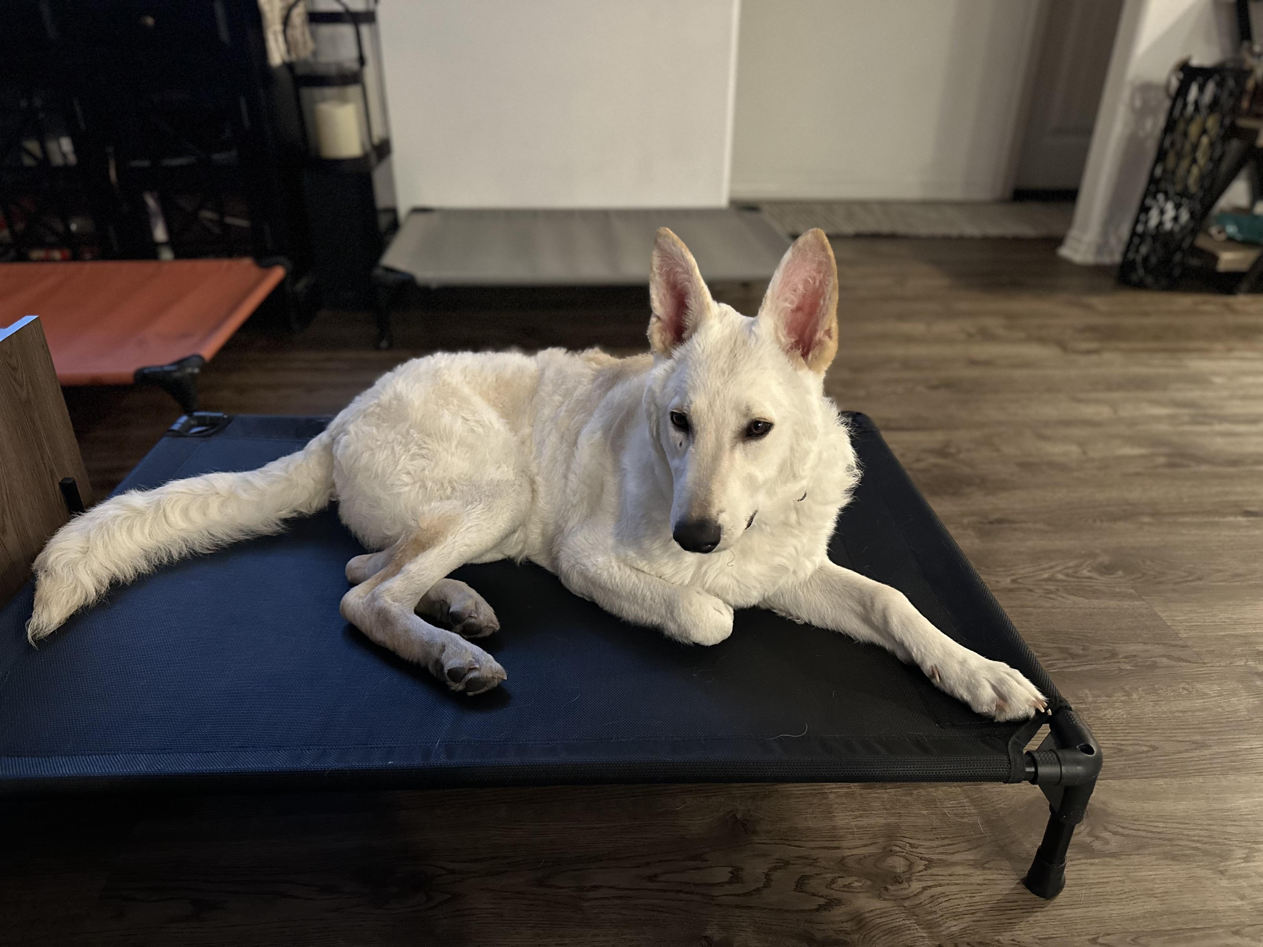 Everest~ dog/baby lover, a Adoptable German Shepherd Dog in Irvine, CA image 2/5