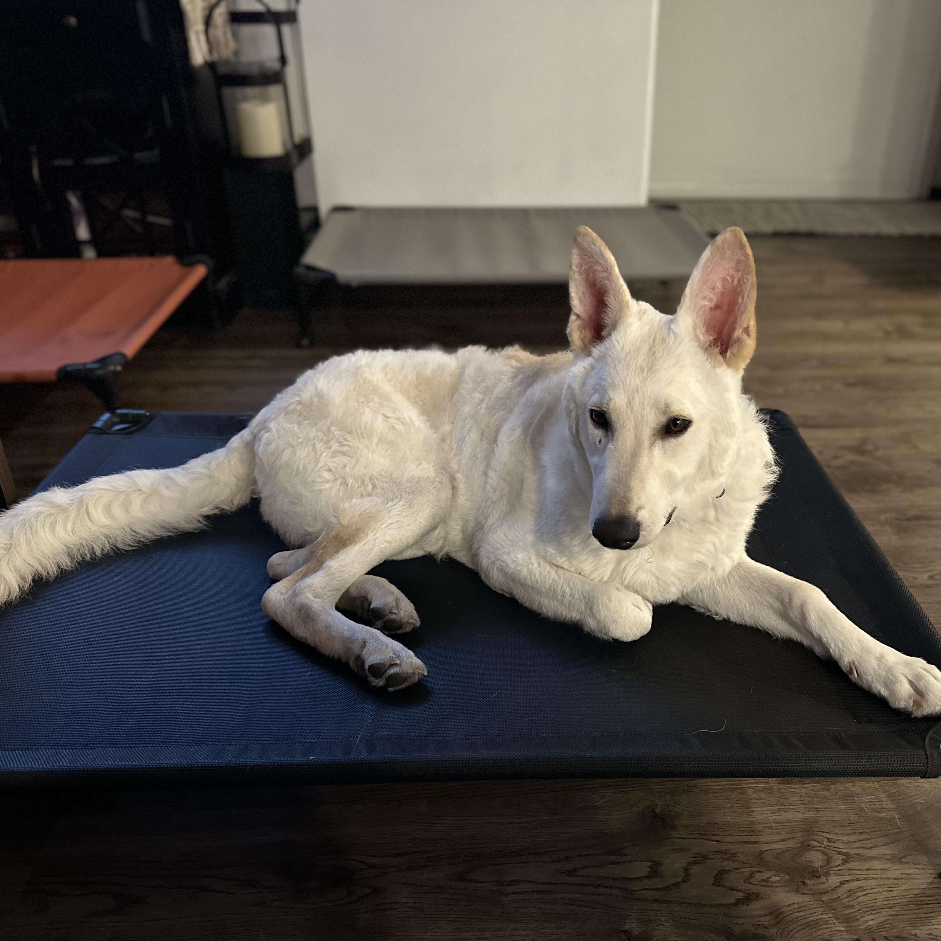 Enlarge Everest~ dog/baby lover, a Adoptable German Shepherd Dog in Irvine, CA image 2/6