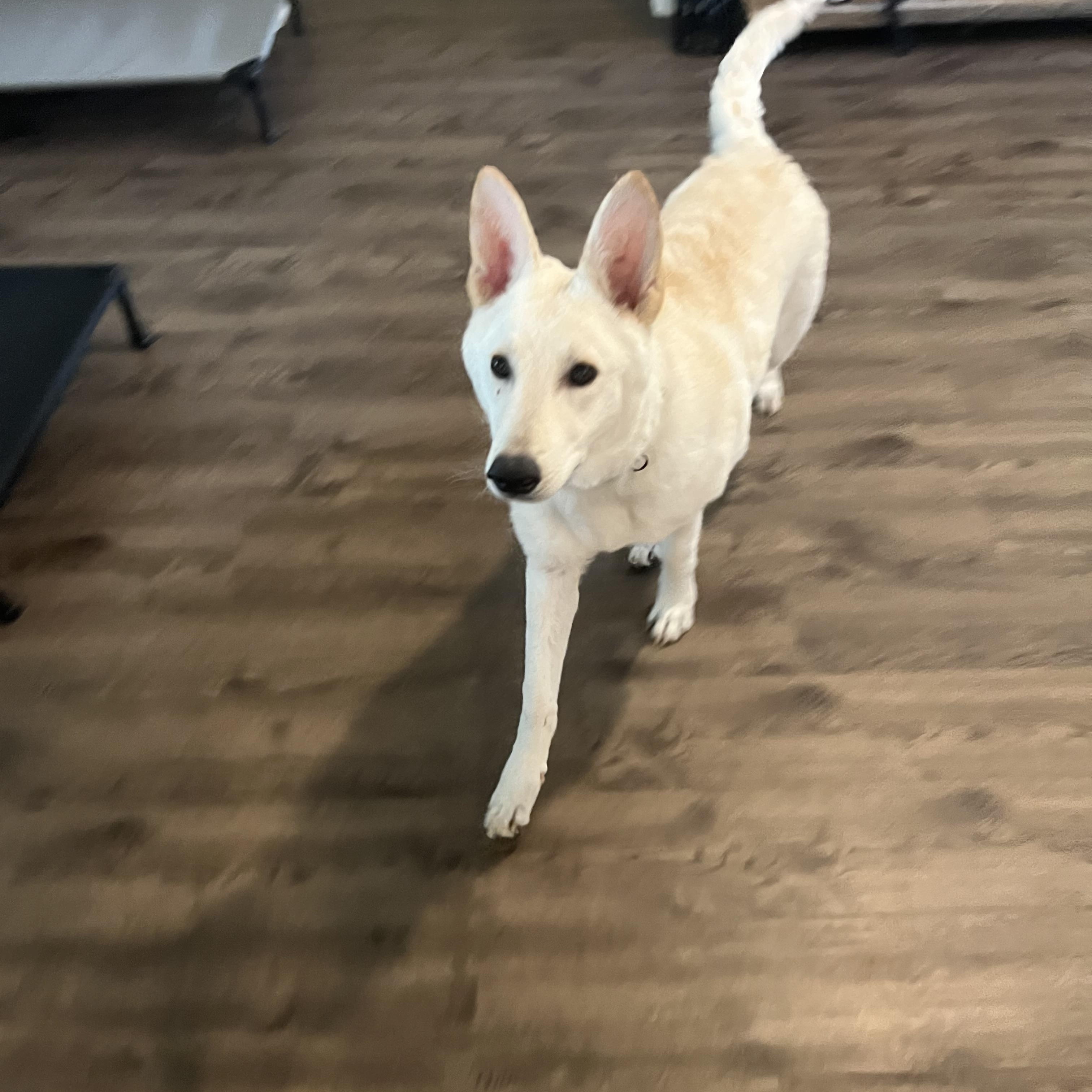 Everest~ dog/baby lover, a Adoptable German Shepherd Dog in Irvine, CA image 3/5