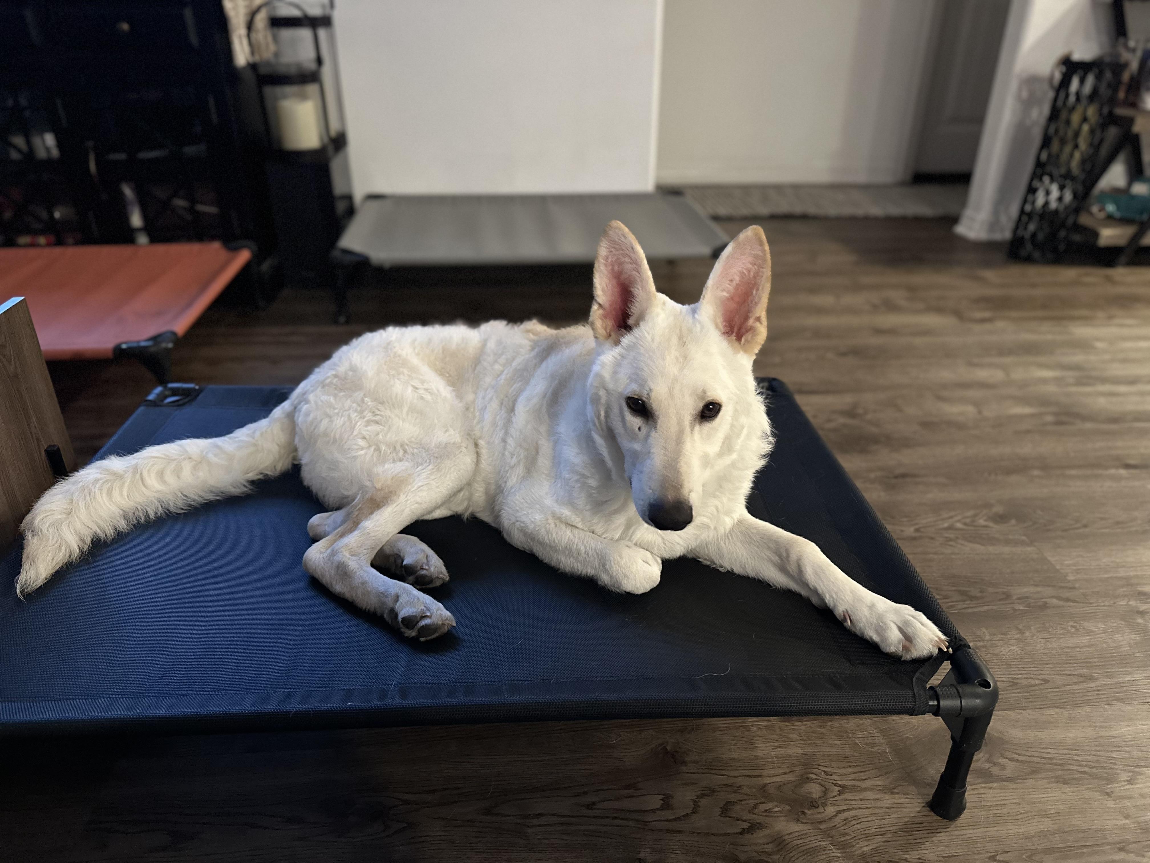 Everest~ dog/baby lover, a Adoptable German Shepherd Dog in Irvine, CA image 5/5