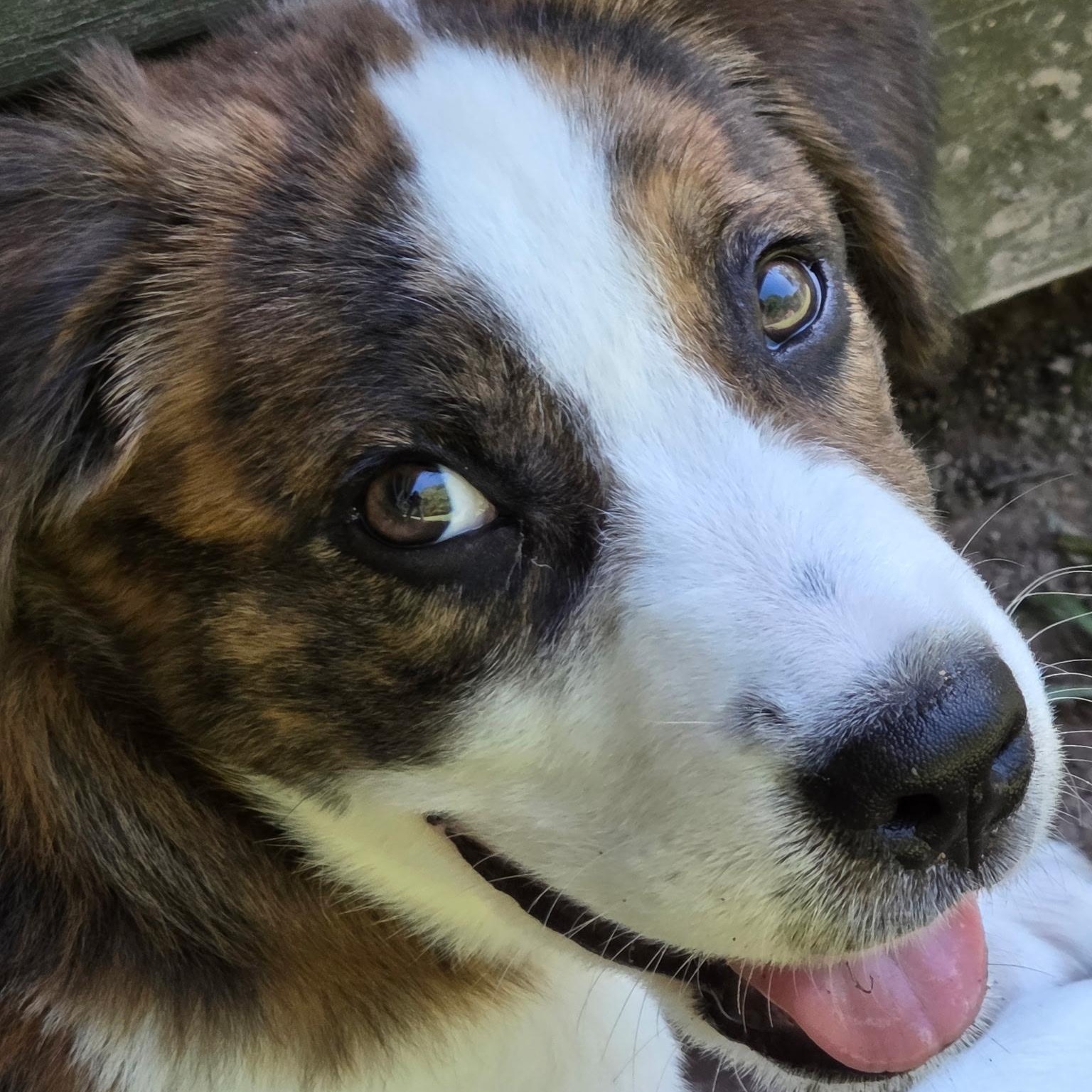 Nellie, a Adoptable mixed breed in Oglesby, IL image 3/5