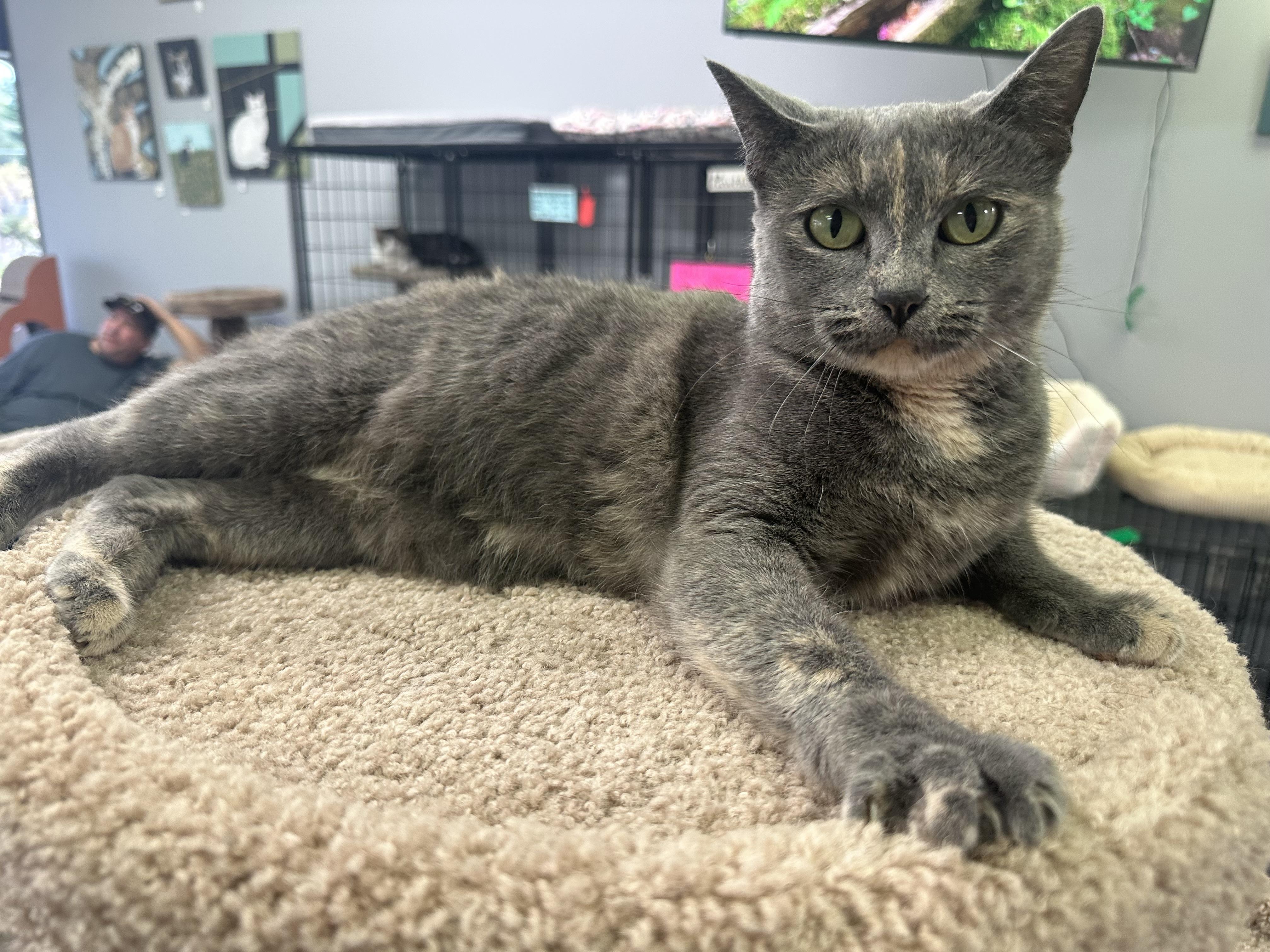 Boo, Adopted, Adult Female Domestic Short Hair.