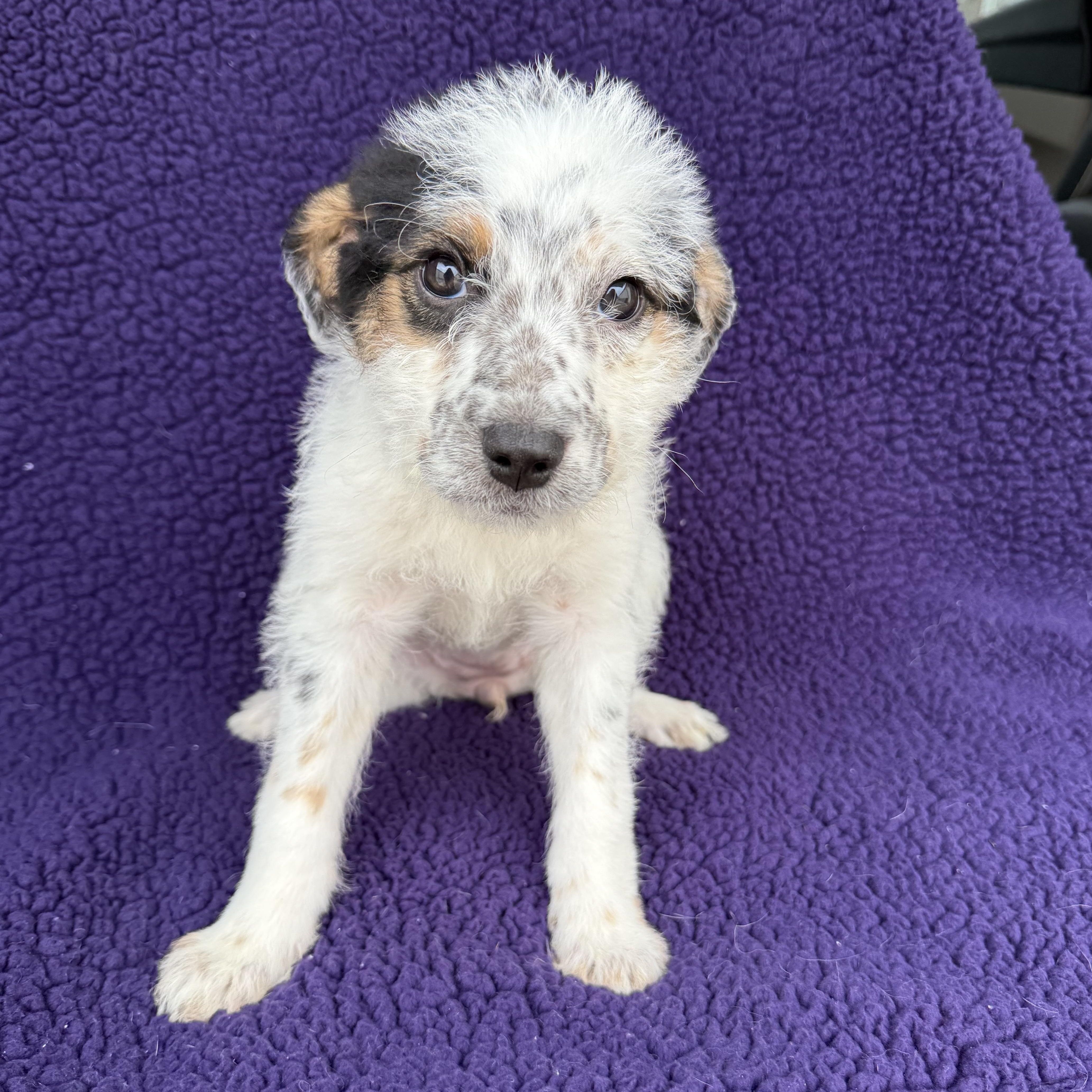 Cami, a Adoptable mixed breed in Baton Rouge, LA image 4/6