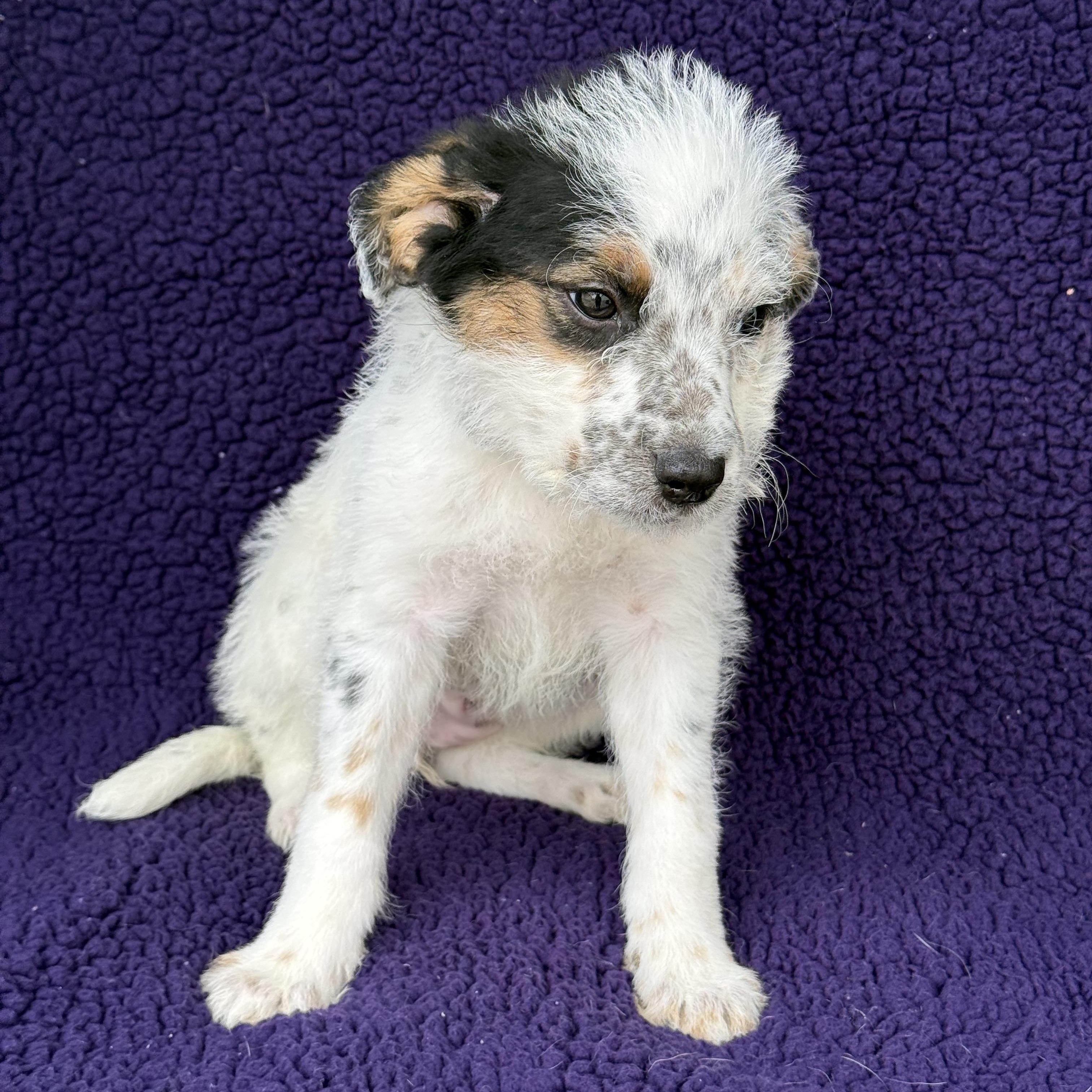 Cami, a Adoptable mixed breed in Baton Rouge, LA image 3/6