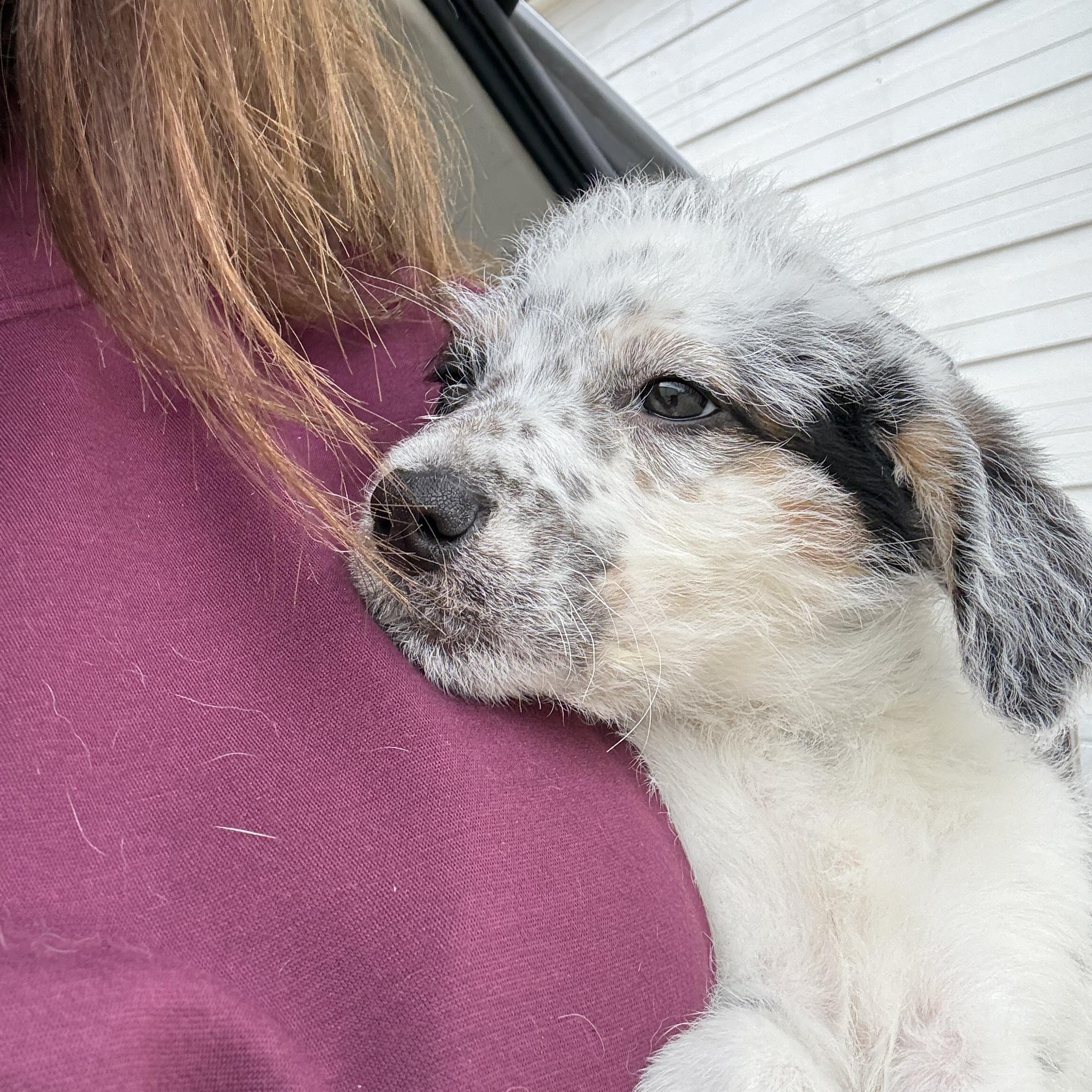 Cami, a Adoptable mixed breed in Baton Rouge, LA image 2/6