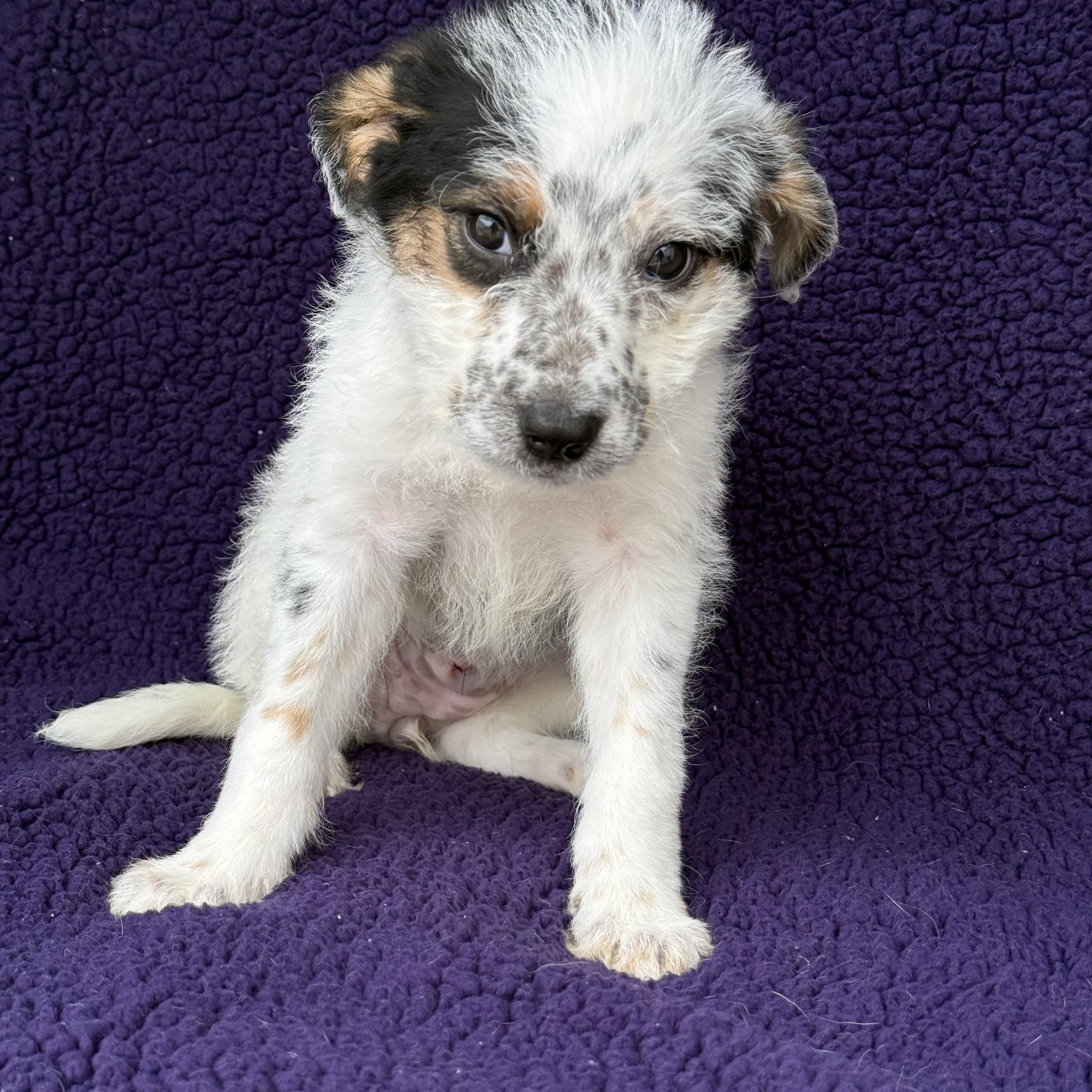 Cami, a Adoptable mixed breed in Baton Rouge, LA image 5/6