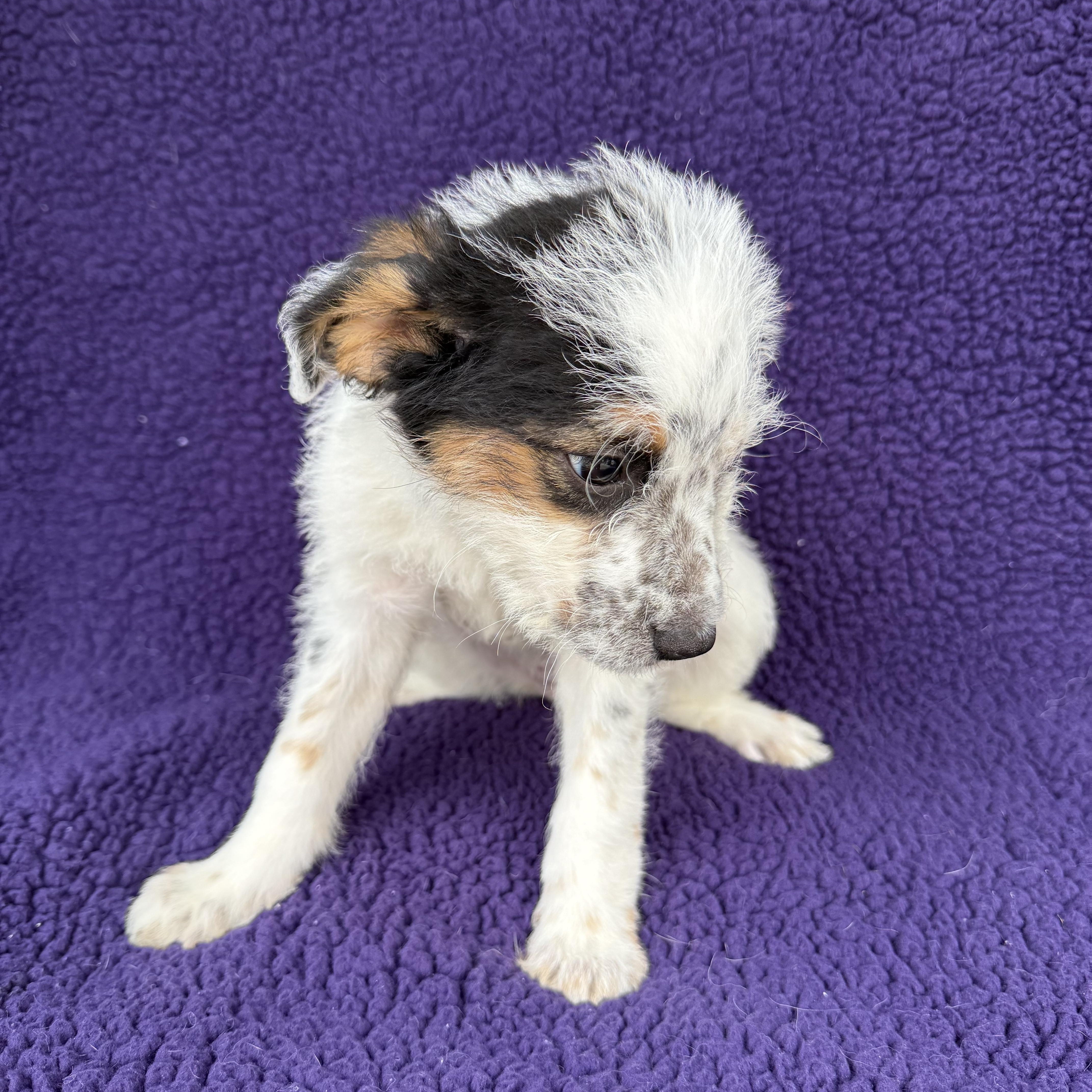 Cami, a Adoptable mixed breed in Baton Rouge, LA image 6/6