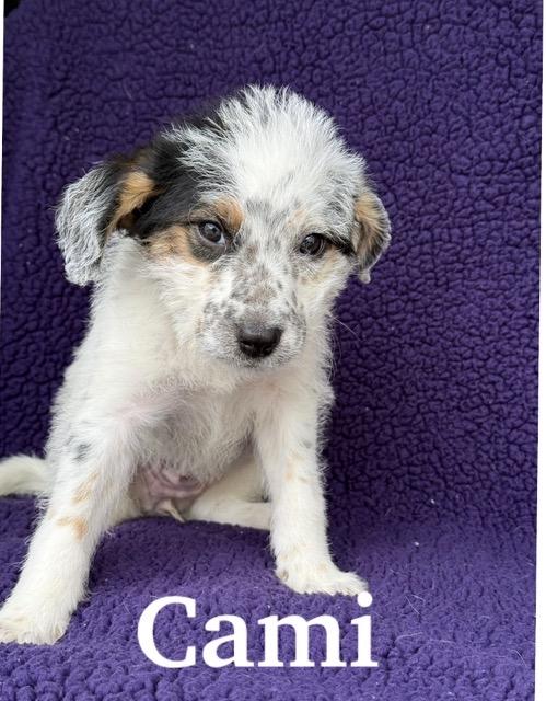 Cami, a Adoptable mixed breed in Baton Rouge, LA image 1/6