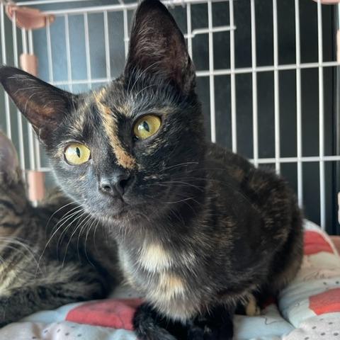 Isabella — thumbnail 2