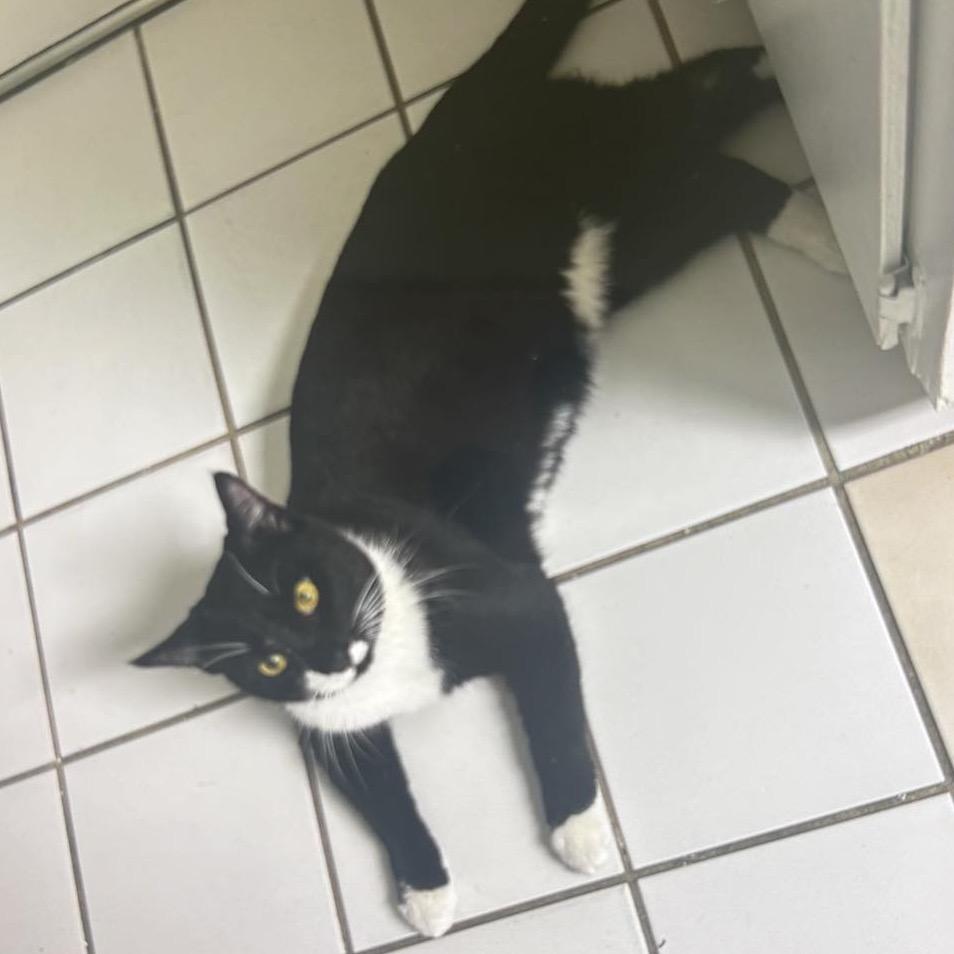 Enlarge Blackie, a Adoptable American Shorthair in mount vernon, AR image 1/2