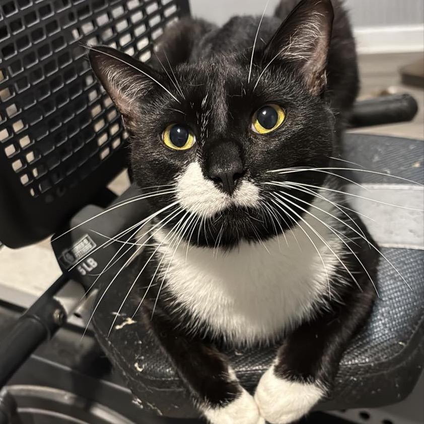 Enlarge Blackie, a Adoptable American Shorthair in mount vernon, AR image 2/2