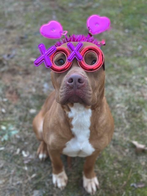 Soda Pop, a Adoptable mixed breed in Dahlonega, GA image 2/3