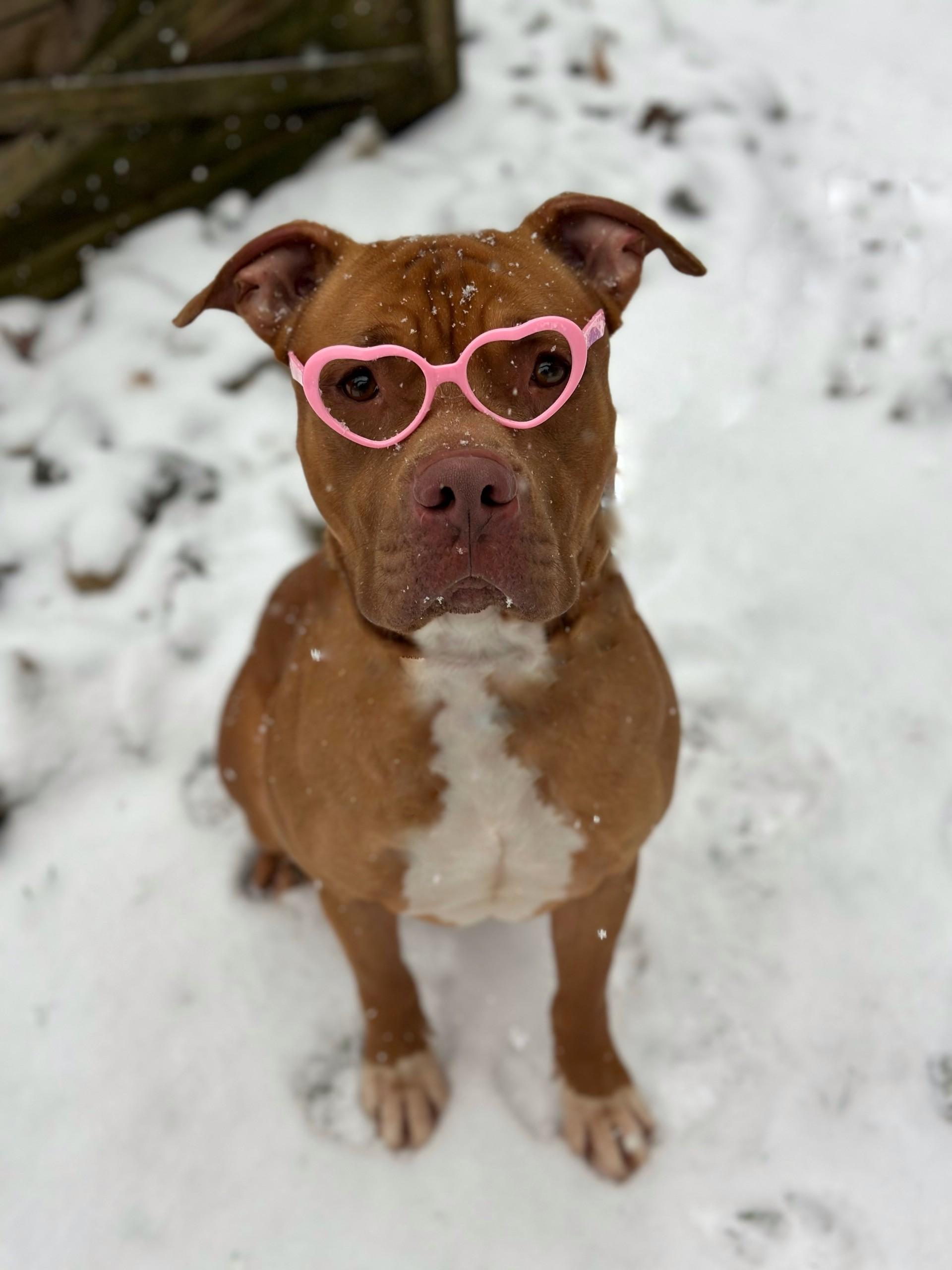 Soda Pop, a Adoptable mixed breed in Dahlonega, GA image 3/3