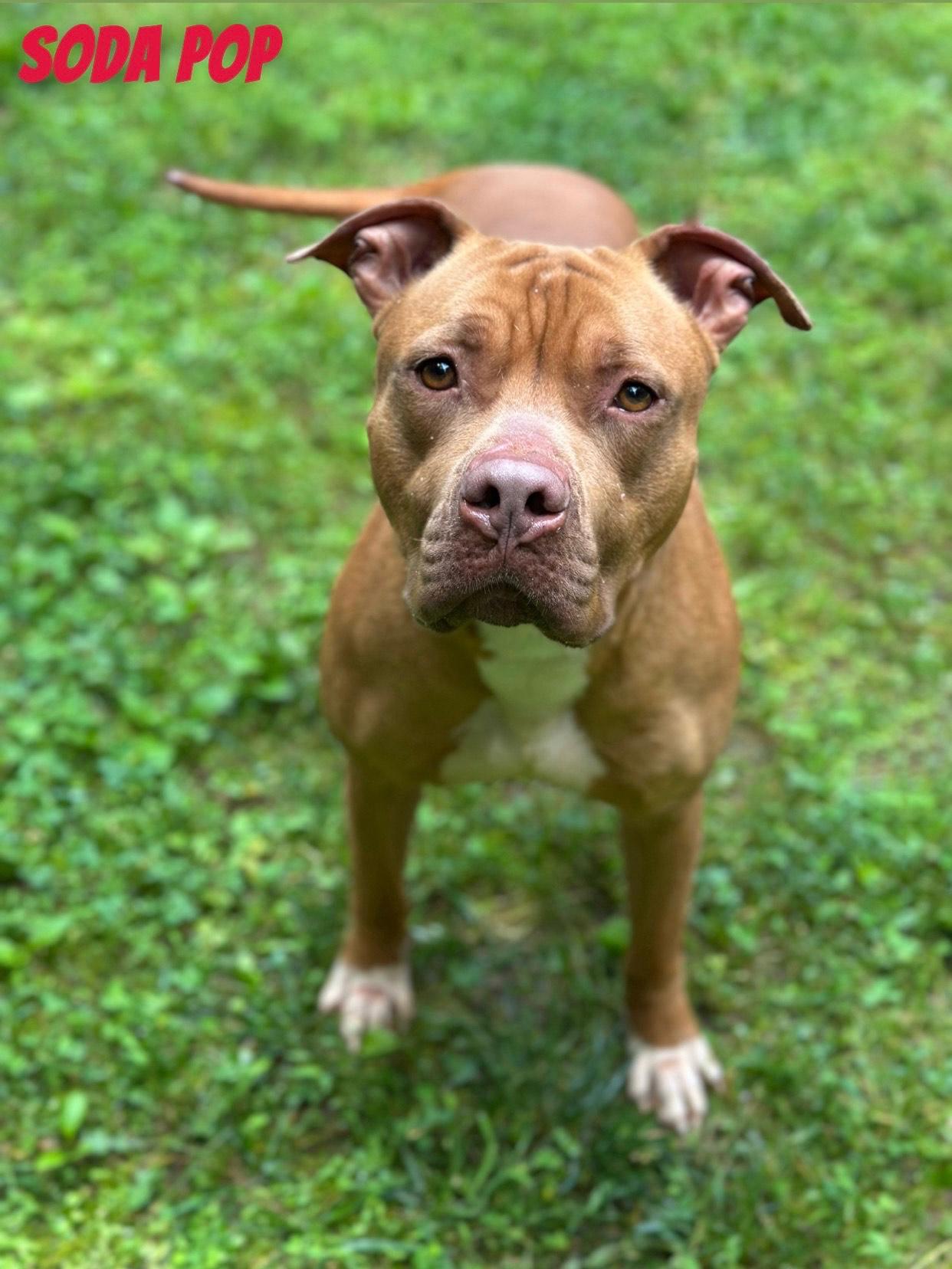 Soda Pop, a Adoptable mixed breed in Dahlonega, GA image 1/3