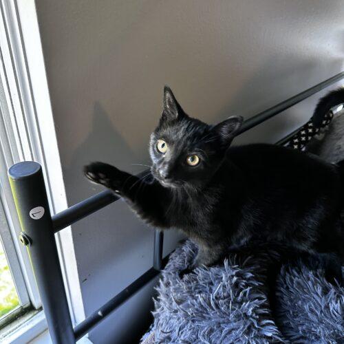 Enlarge Brooklyn, a Adoptable Domestic Short Hair in Canal Winchester, OH image 1/6