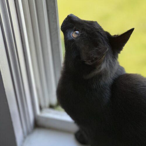 Enlarge Brooklyn, a Adoptable Domestic Short Hair in Canal Winchester, OH image 2/6