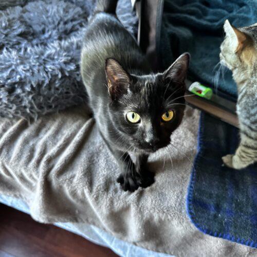 Enlarge Brooklyn, a Adoptable Domestic Short Hair in Canal Winchester, OH image 3/6
